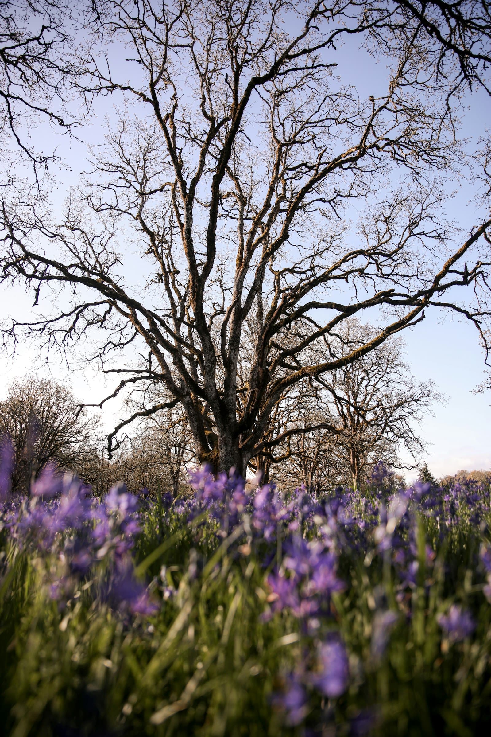 Garry oak and camas wildflowers